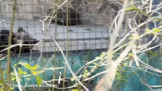 Медвежата Топа и Кнопа. Почему у медведей нет воды? В п?