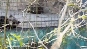 Медвежата Топа и Кнопа. Почему у медведей нет воды? В п?