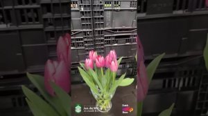 Tulip livestream 05-02-2025/ Ян де Вит/ Тюльпаны- эфир 5 февраля 2025 г?