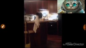 Приколы с котами🐈🐈🐈 \ Настя Ли🐱