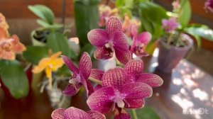 В гостях у орхидей! Phal.Reyong Miley, #Phal.Fire dream, Fantom, Taisuko Micky, Liod
