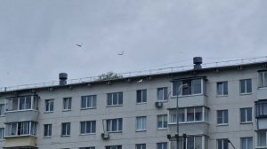 запуск голубей