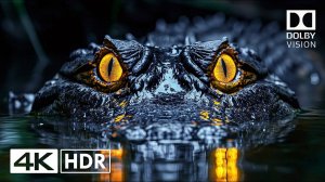 Классно 4K HDR 60FPS - Dolby Vision (4K Video)