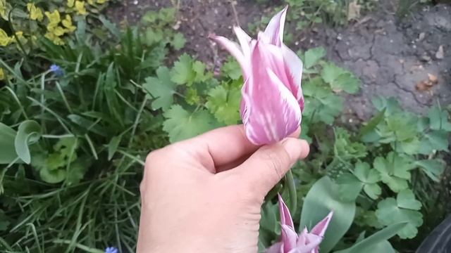 Увидела ,как цветёт пестролистный тюльпан смотреть онлайн