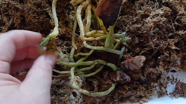 Пересаживаем орхидею "Патрик" в новую посадку.Август 20 смотреть онлайн