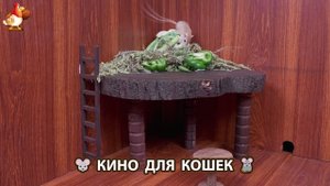 Видео для кошек про крысок развлекать питомцев 🐭🐀😂 (111)