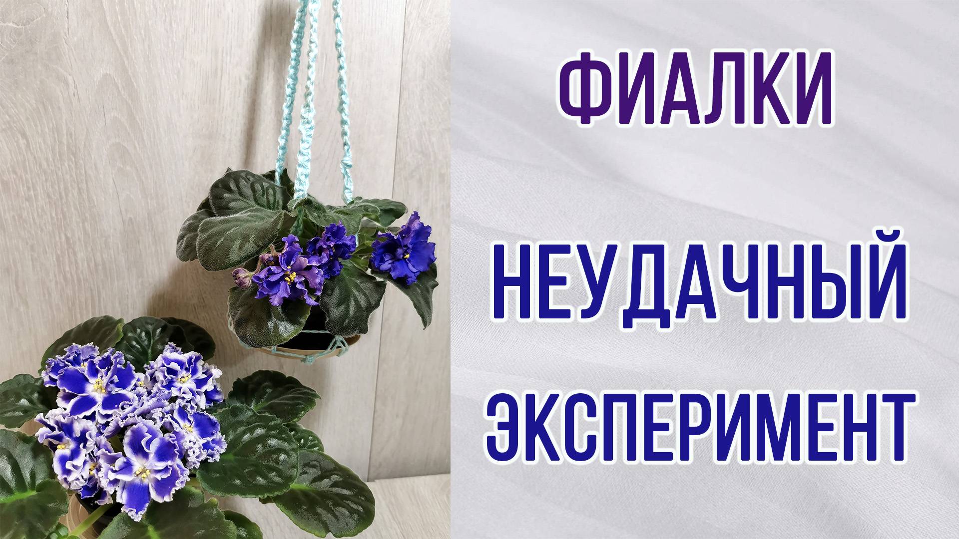 Фиалки (сенполии). Неудачный эксперимент. В подвесном кашпо, но не трейлеры.