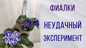 Фиалки (сенполии). Неудачный эксперимент. В подвесном кашпо, но не трейлеры.