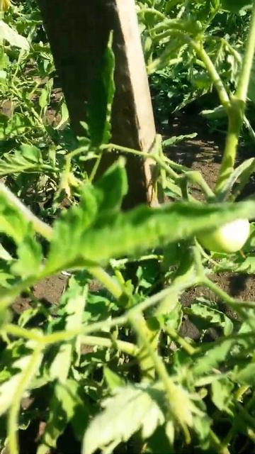 Двадцать Пятый помидор Двадцать Четвёртого Июня - пло? смотреть онлайн