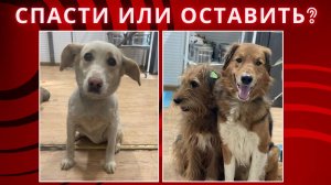 Как оставить их там умирать? Страх в глазах...