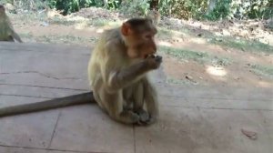 Обезьяна и Банан