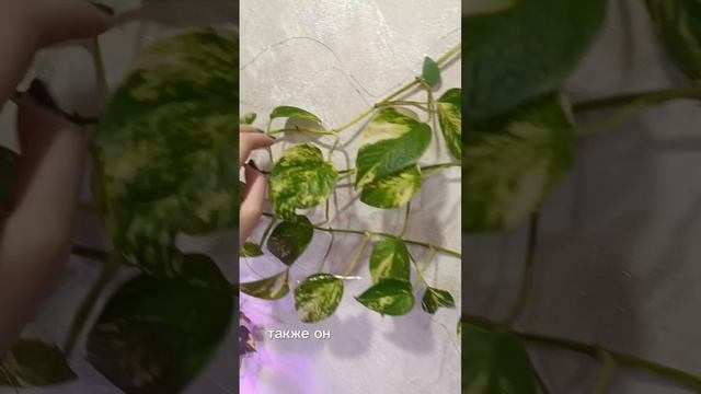 Традесканция #plants #цветы #домашниецветы #растения #рас? смотреть онлайн