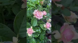 Фарфоровая очаровашка - Роза Эден Романтика.