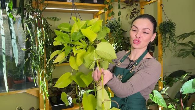 Ампельные растения в наличии🪴Дисхидии, Хойи, Рипсали