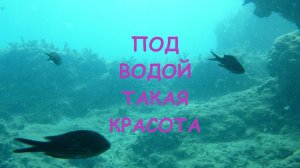 Какая красота под водой
