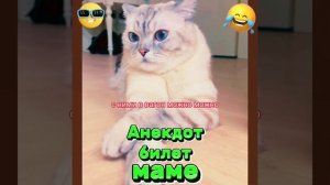 Анекдот про билет маме. #анекдоты #приколы #юмор #котики #мемы #шутки #мама