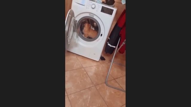 Приколы с котами! С ОЗВУЧКОЙ! Самые смешные животные! С смотреть онлайн