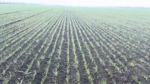 Озимая пшеница Еланчик.