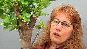 Формирование взрослой крассулы (ч.6).