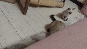Кошка принесла котятам игрушку, но решила сама с ней поиграть