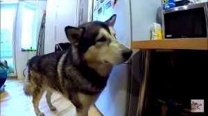 ХАСКИ І МАЛАМУТ РОКИ МАЙК РЕКСИ