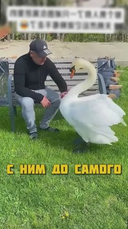 Очень благодарный лебедь.