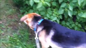 Неожиданная встреча кота и собаки