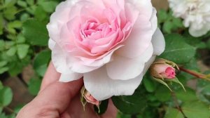 15.05.2024_ Роза Морден Блаш.