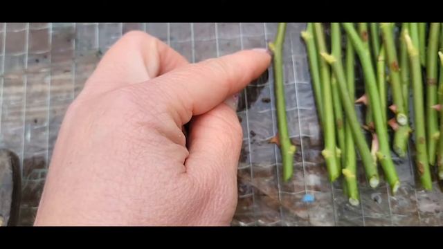 Черенкую розы из букета. смотреть онлайн
