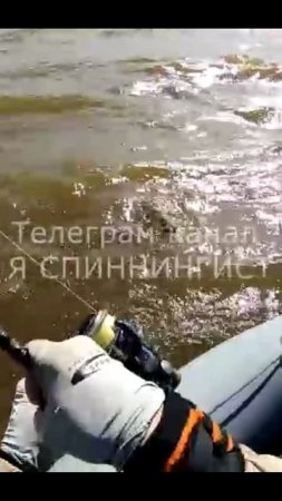Желтощёк