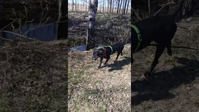 rutube.ru