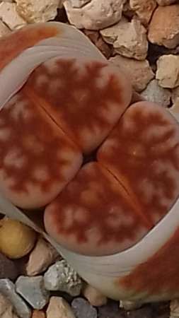 Семенные коробочки у литопсов.