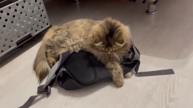 Кошка любит рюкзак смотреть онлайн