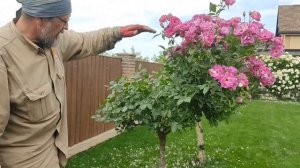 Штамбовые розы