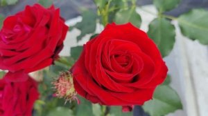 Лавли ред #дача #розы #романтика #сад