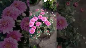 Хризантемы ранние,корейские и мультифлора.