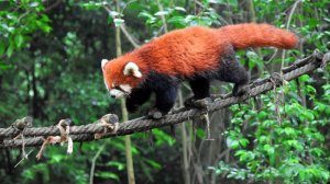 Китай. Город Ханчжоу. Красная панда в зоопарке Ханчжоу.