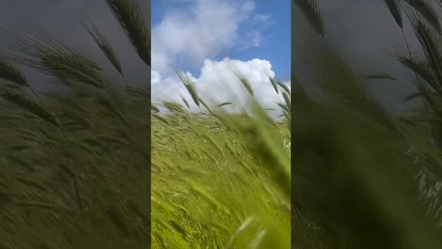 Живописное поле. Ласточки. Геленджик. Толстый мыс.