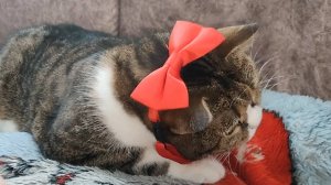 Поиграем немного с котом и нарядим его