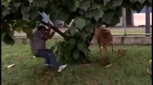 Козел хулиган атакует! Бразилия, прикол