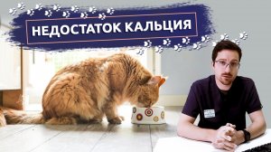 К чему может привести недостаток кальция в рационе питомца?