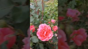 Роза Али-Баба на 2-ой год. Июнь 23г.