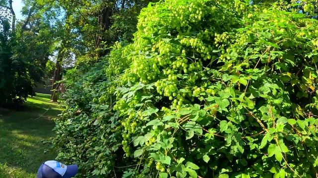 ПРОГУЛКА ПО АЛЛЕЕ РОЗ vlog прогулка цветы