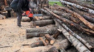 Распил берёзы на дрова пилой из Италии. Oleo-mac GS650.