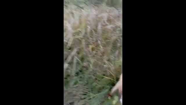 Немного обкатали по лесу, вездеход на базе УАЗа. смотреть онлайн