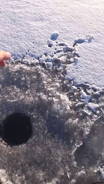 Клюнул "трофей" #рыбалка #зимняярыбалка #shorts смотреть онлайн