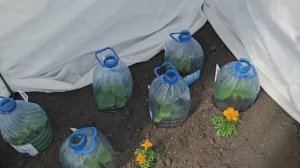 🔥 ТЕПЛИЦА ПРОТИВ ЗАМОРОЗКОВ: СПАСАЕМ ОГУРЦЫ!