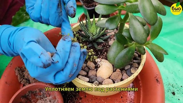 Садик из суккулентов смотреть онлайн