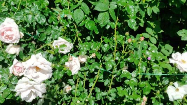 Лето и розы — это идеальное сочетание!!! смотреть онлайн