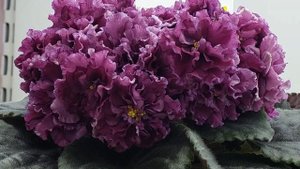 18.06.2024./НОВИНКИ/Выставка фиалок(Р) в Доме фиалок#фиалки#